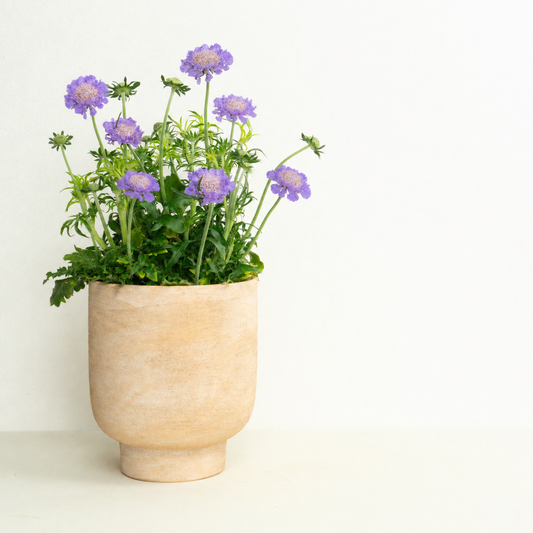 Pincushions | Surprise Colour | Outdoor Plant | Outdoor Plants