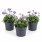 Pincushions | Surprise Colour | Outdoor Plant