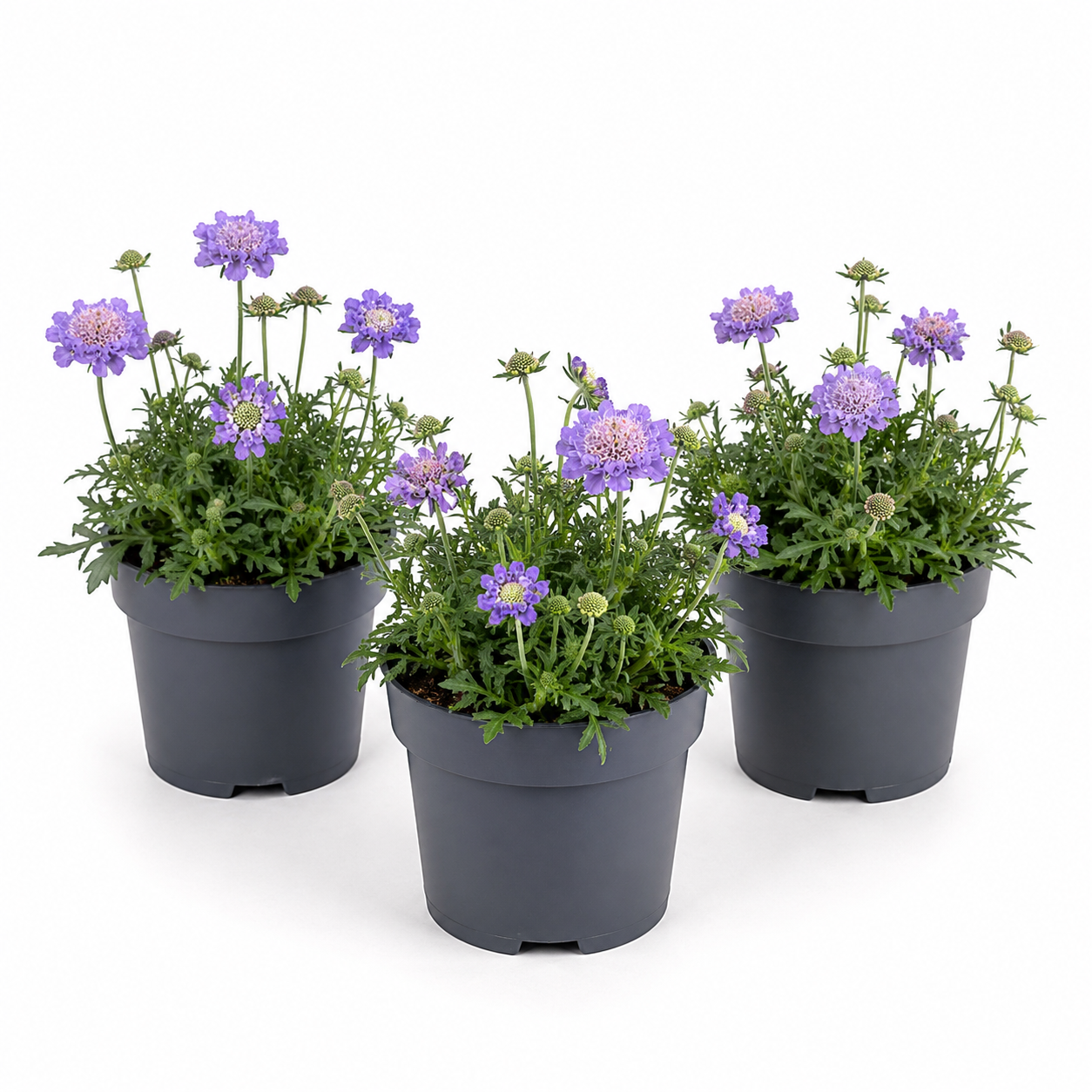 Pincushions | Surprise Colour | Outdoor Plant