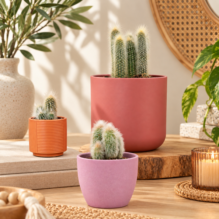 Silver Torch Cactus
