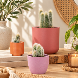 Silver Torch Cactus - Indoor Plant