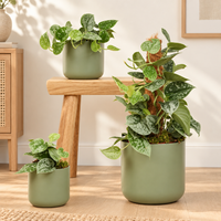 Silver Satin Pothos | Silvery Ann