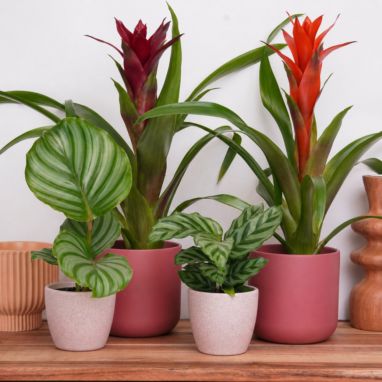 Sunbeam Dreams | Plant Bundle