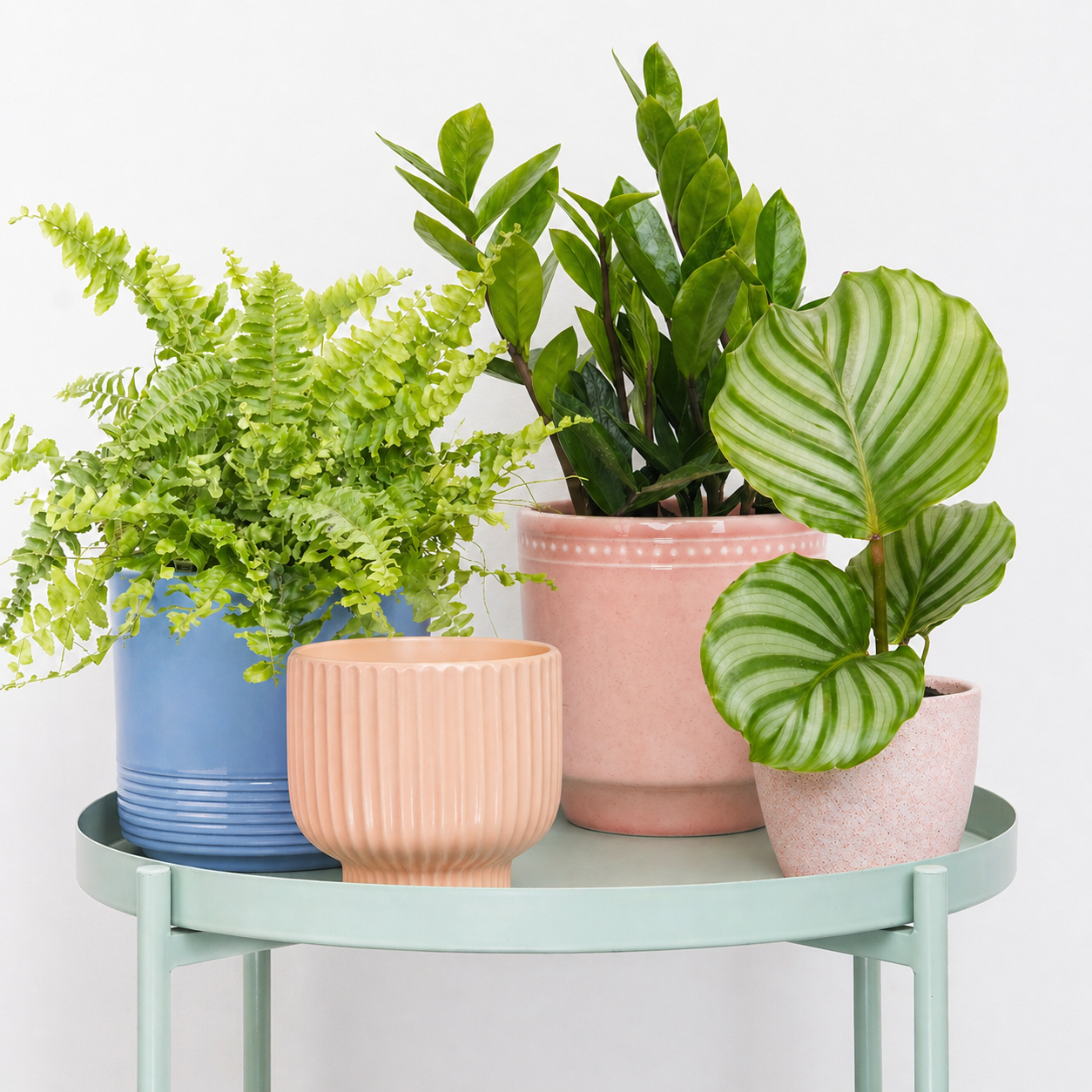 Freshly Sprung | Plant Bundle