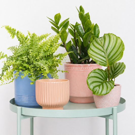 Freshly Sprung | Plant Bundle | Indoor Plants