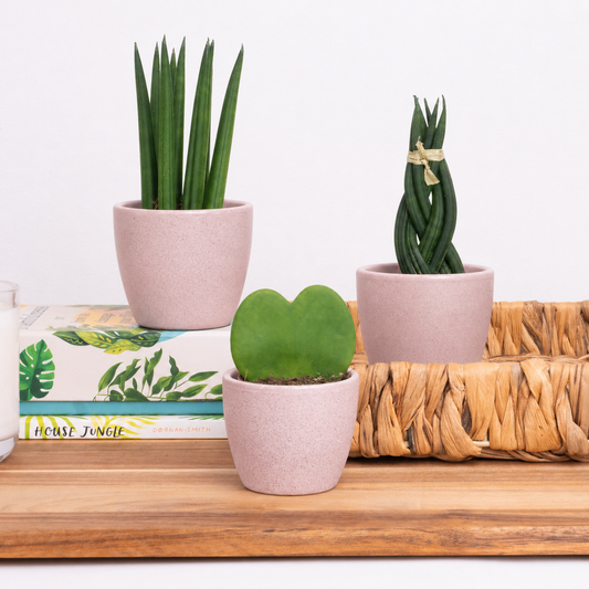 From My Heart | Plant Bundle | 