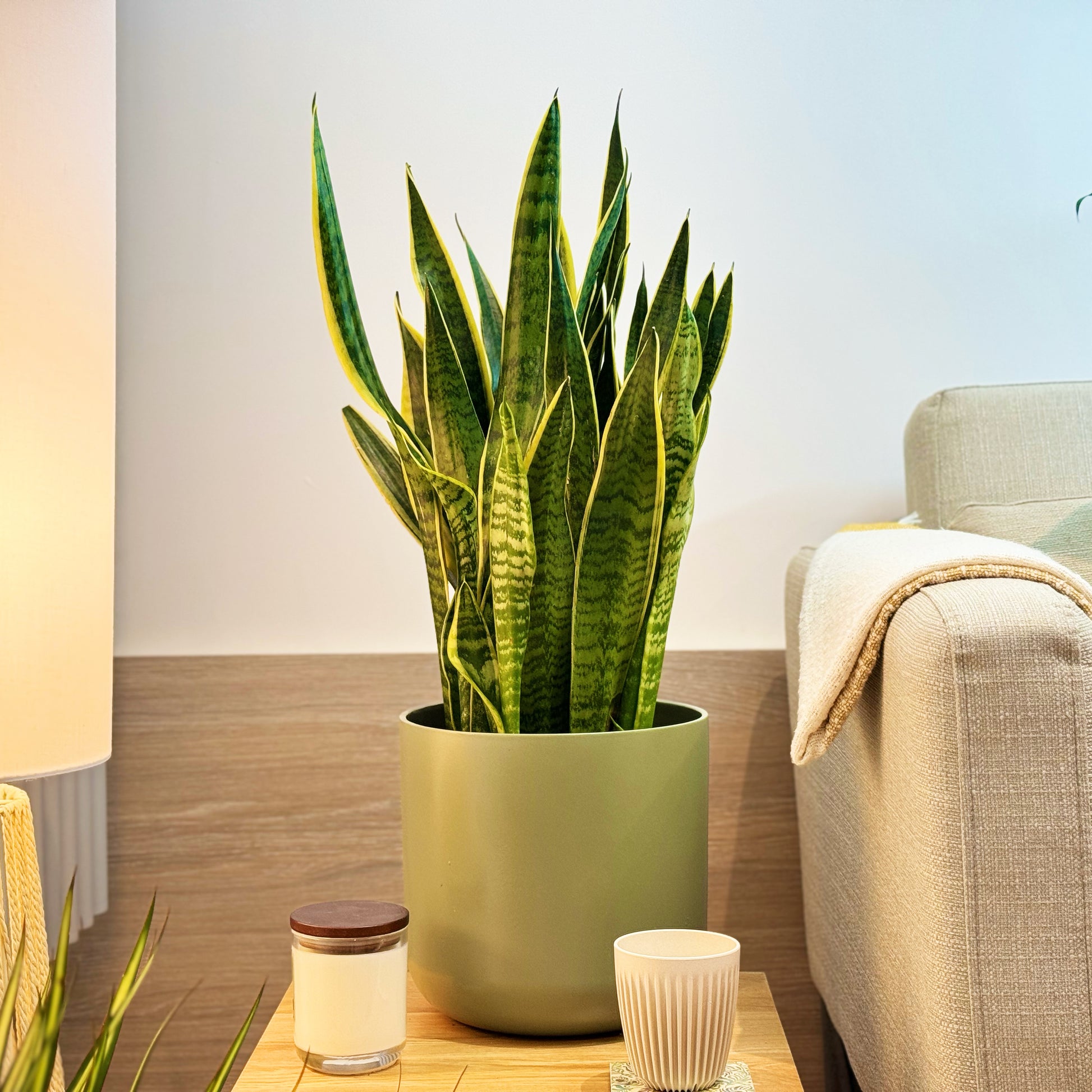 sansevieria trifasciata laurentii snake plant Snake Plant