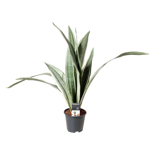 Snake Plant | Metallica | Rare Find | Potted Houseplants