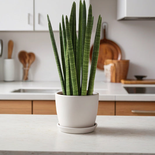 Snake Plant | Cylindrica | Potted Houseplants