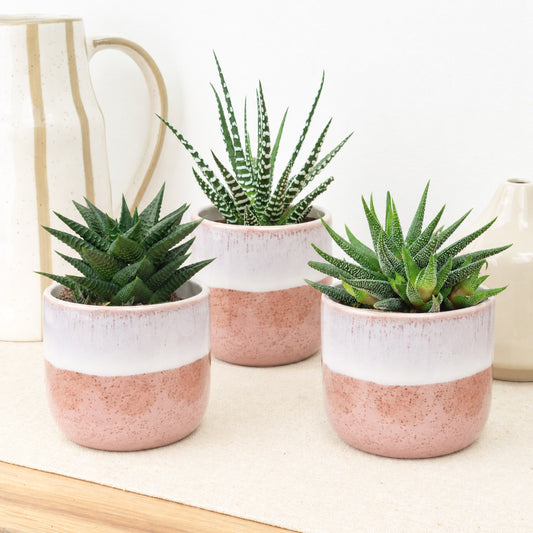 Soft Reset | Plant Bundle | Indoor Plants On Sale