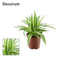 Spider Plant | Ocean