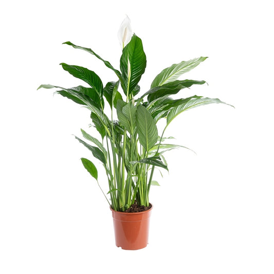 Peace Lily | Sweet Lauretta | 