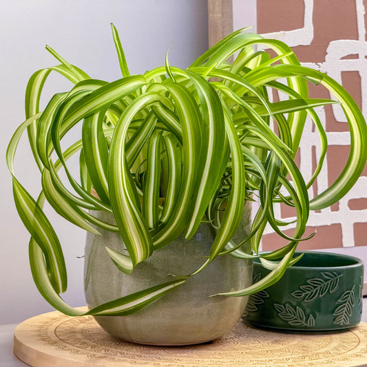 Curly Spider Plant | Bonnie | Potted Houseplants