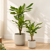 Madagascar Dragon Tree