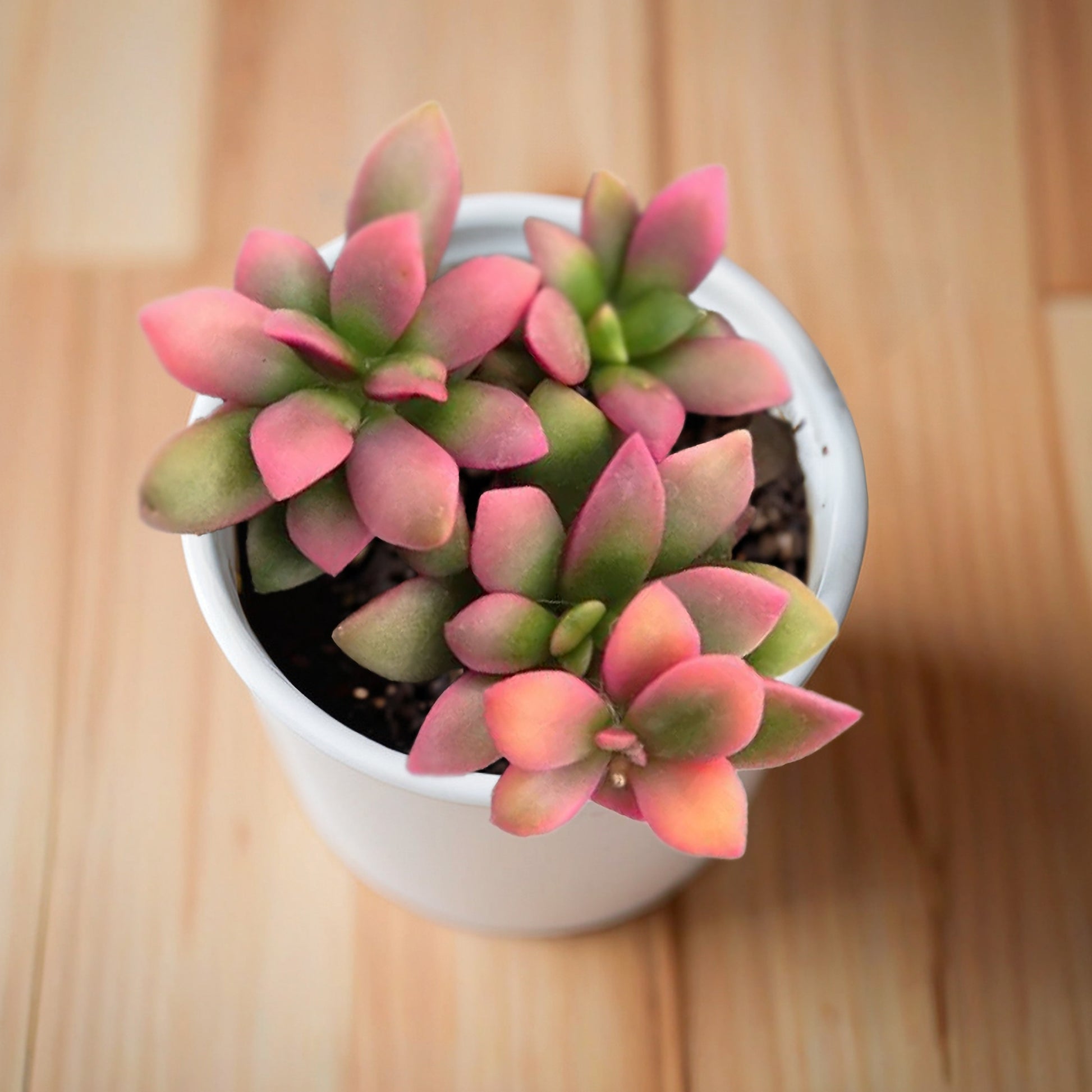succulent sunrise Sunrise Succulent