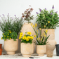 Sunset | Garden Bundle