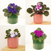 African Violet | Surprise Colour