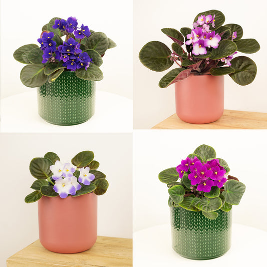 African Violet | Surprise Colour | Mother's Day