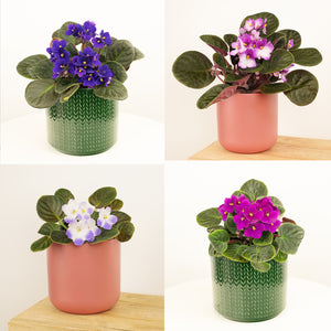 African Violet | Surprise Colour - Indoor Plant
