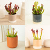 Trumpet Pitcher Plant | Fly Catcher | Mystery Variety!
