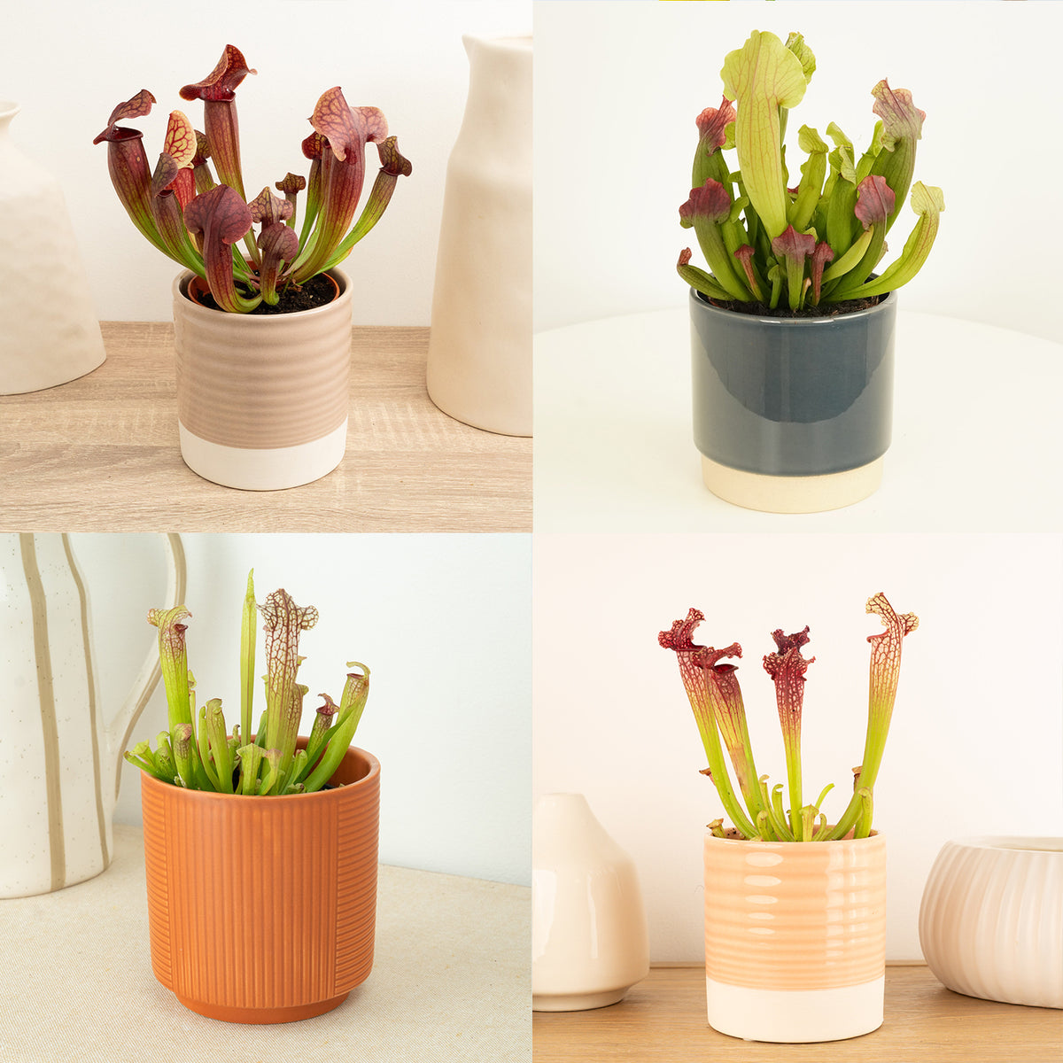 Trumpet Pitcher Plant | Fly Catcher | Mystery Variety!