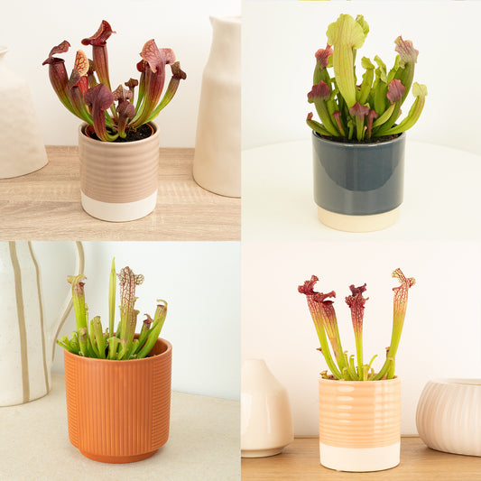 Trumpet Pitcher Plant | Fly Catcher | Mystery Variety! | Plant Gifts