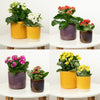 Kalanchoe | Surprise Colour