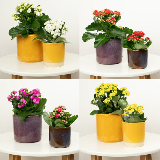 Kalanchoe | Surprise Colour | Indoor Plants On Sale