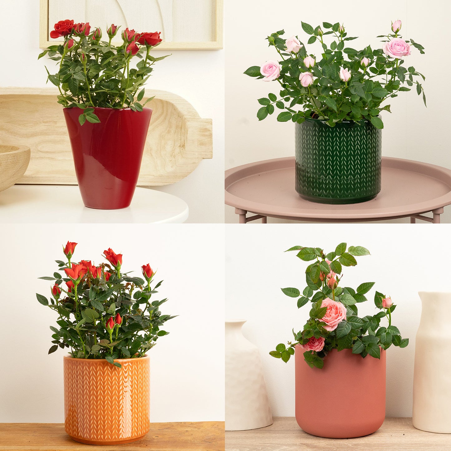 Flowering Rose | Surprise Colour