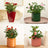 Flowering Plants