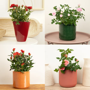 Flowering Rose | Surprise Colour - Indoor Plant
