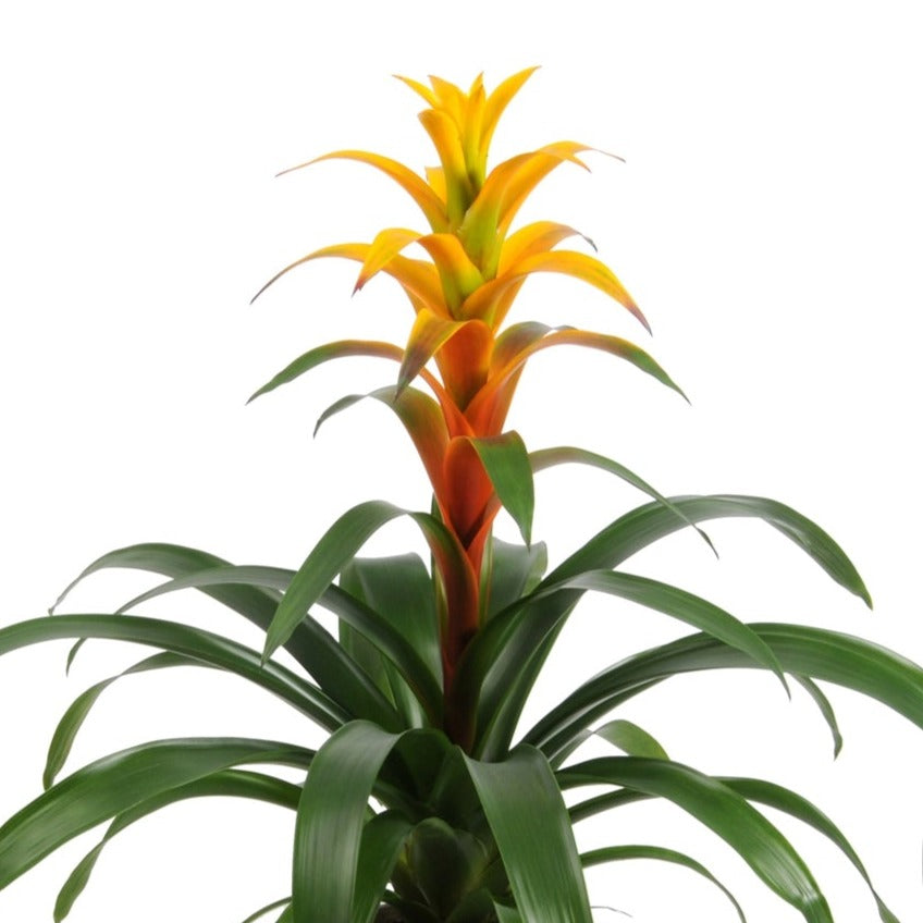 Flowering Guzmania | Sunnytime