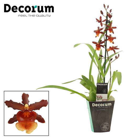 Cambria Orchid |  Tamiya | Flowering Plants