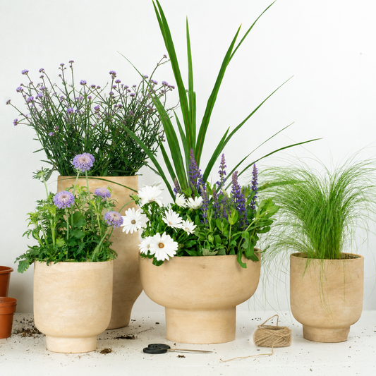 Textural Patio Set  | Garden Bundle | Outdoor Plants