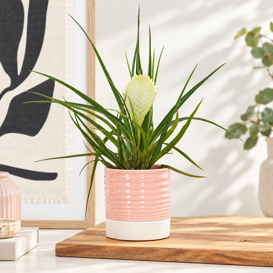 White Quill Plant | Biancini | Living Room Plants