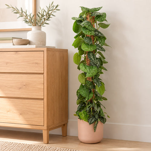 Satin Silver Pothos | Trebie