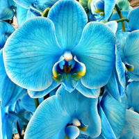 Phalaenopsis Orchid | Turquoise Lagoon