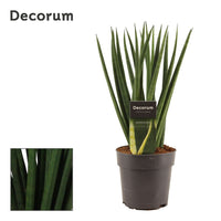 Snake Plant | Cylindrica Twist