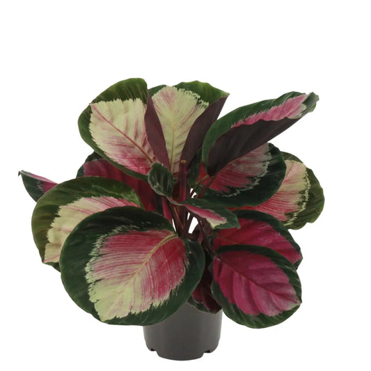 Prayer Plant | Roseo Rosy | Potted Houseplants