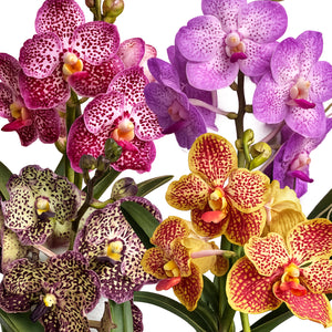 Vanda Orchid | Surprise Variety - Indoor Plant