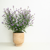 Verbena | Purple | Outdoor Plant