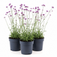 Verbena | Purple | Outdoor Plant