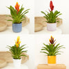 Vriesea Flaming Sword | Surprise Colour