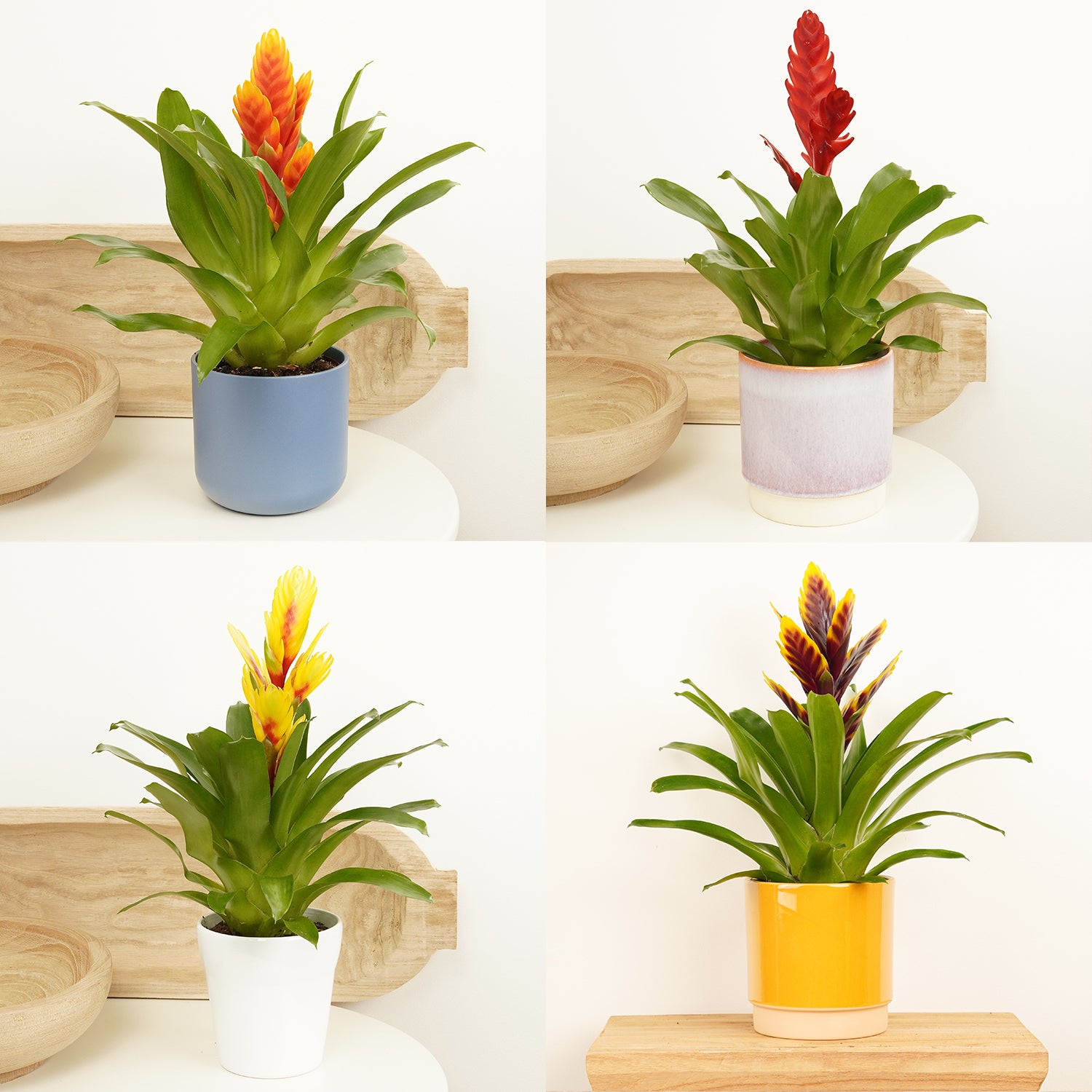Vriesea Flaming Sword | Surprise Colour