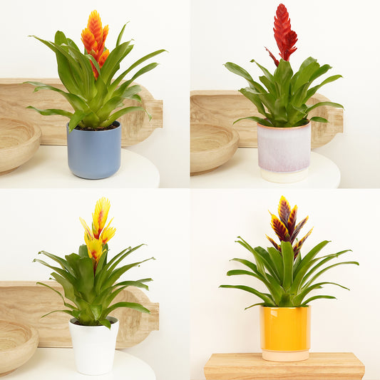 Vriesea Flaming Sword | Surprise Colour | Indoor Plants On Sale