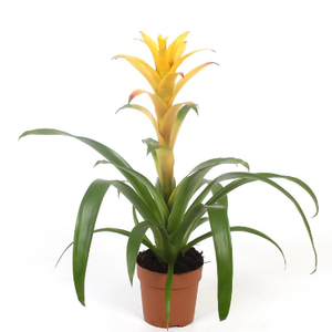 Guzmania Bromeliad | Yellow - Indoor Plant