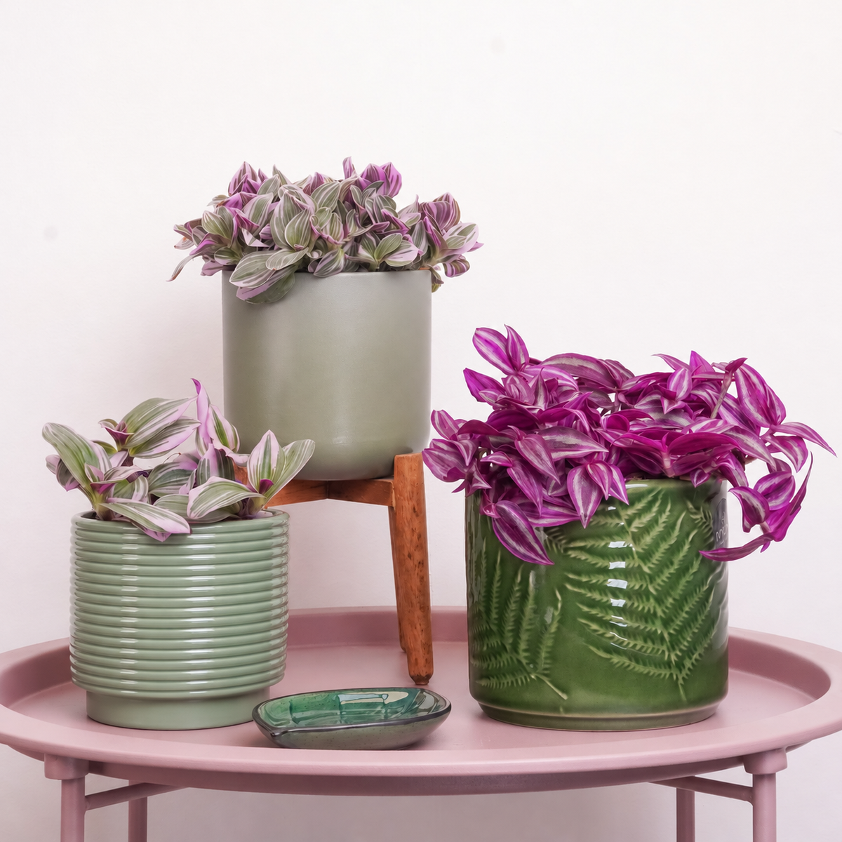 Wandering Hues | Plant Bundle