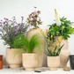 Whimsical Wonders | Garden Bundle