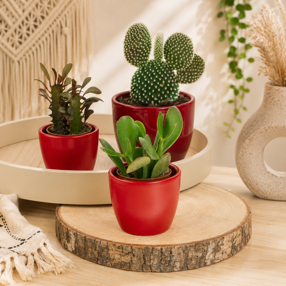 Indoor Desert Desk Buddies | Plant Bundle | 3 X PLANTS | 3 X POTS | Indoor Plant Bundle