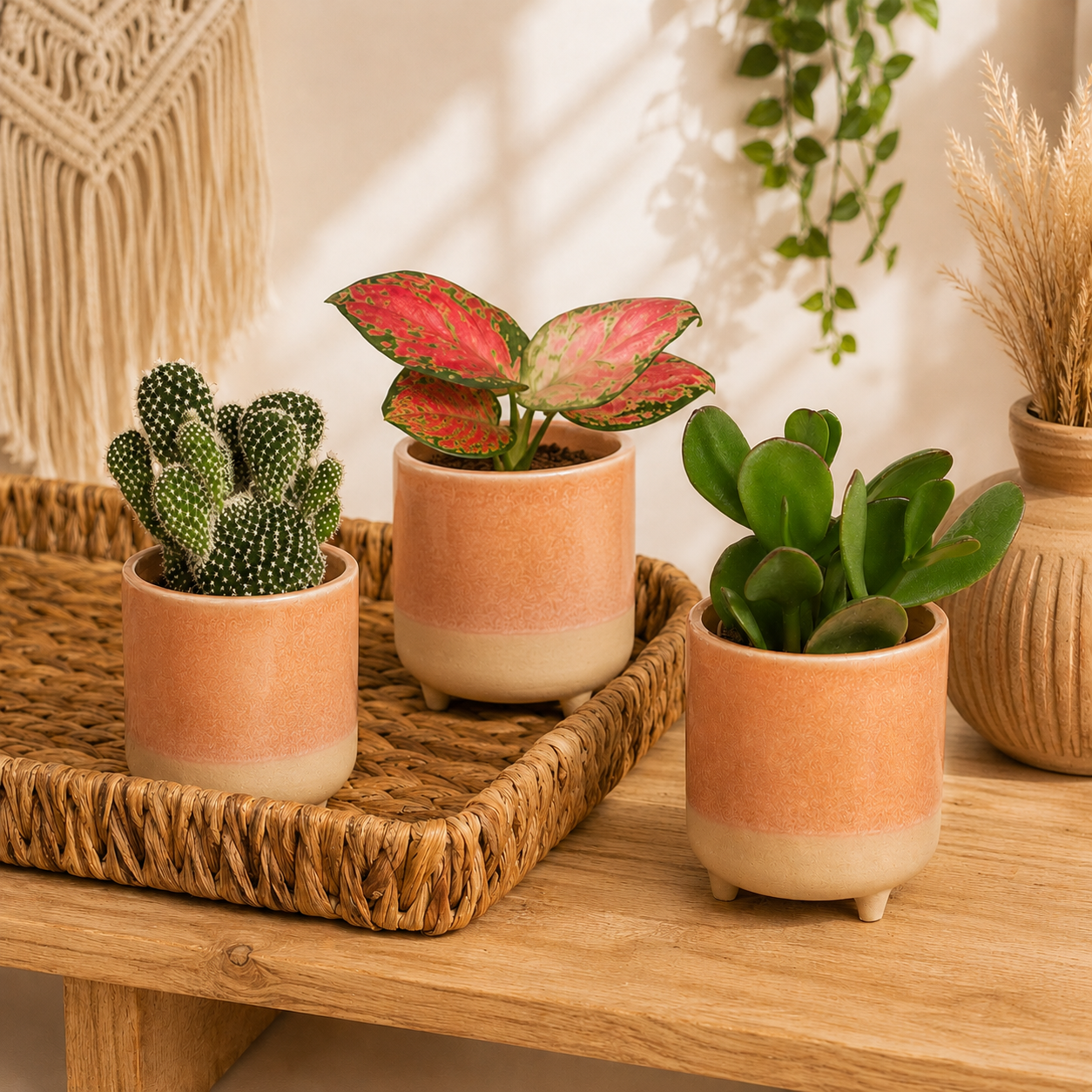 Mini Marvels | Plant Bundle